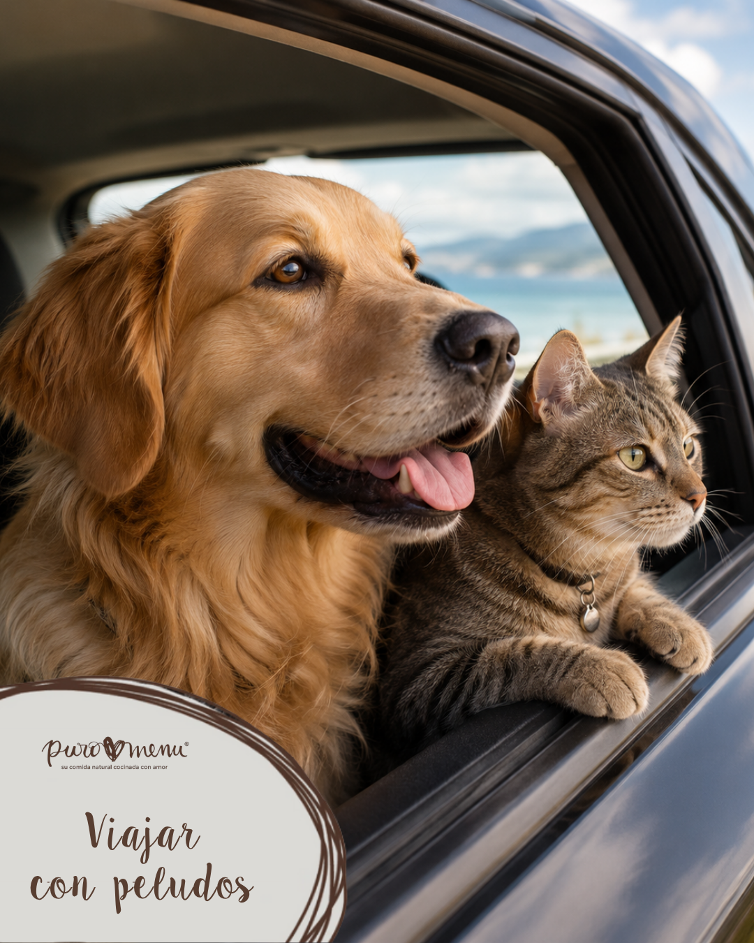 Viajar con mascotas