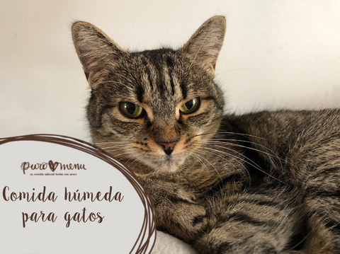 Comida húmeda para gatos: guía completa para elegir lo mejor