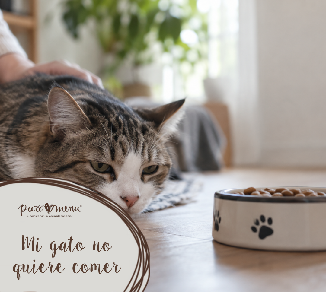 Somos lo que comemos: mi gato no quiere comer y está decaído