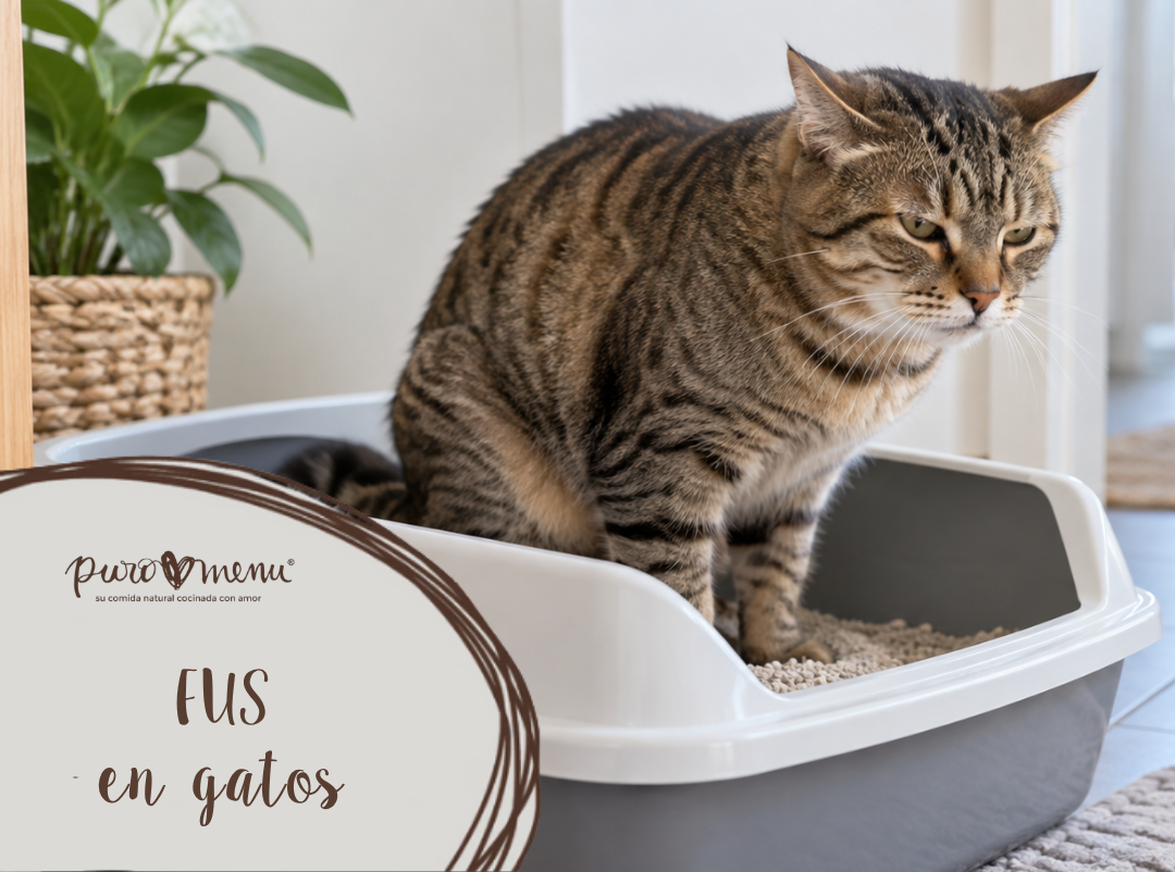 FUS en gatos: detecta la obstrucción urinaria de forma temprana