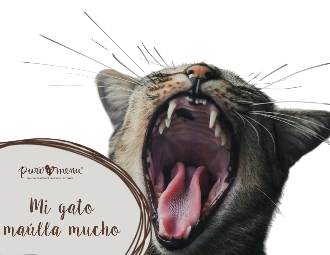 Mi gato maulla mucho