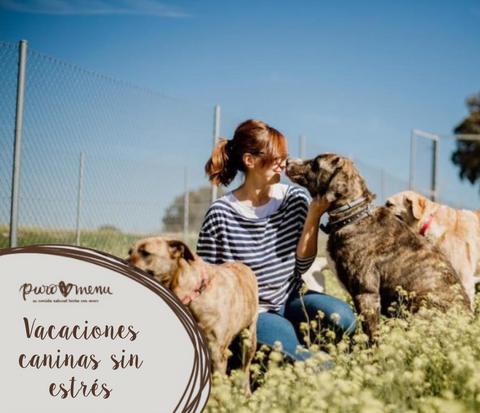 Cómo preparar a tu perro para una residencia canina sin estrés