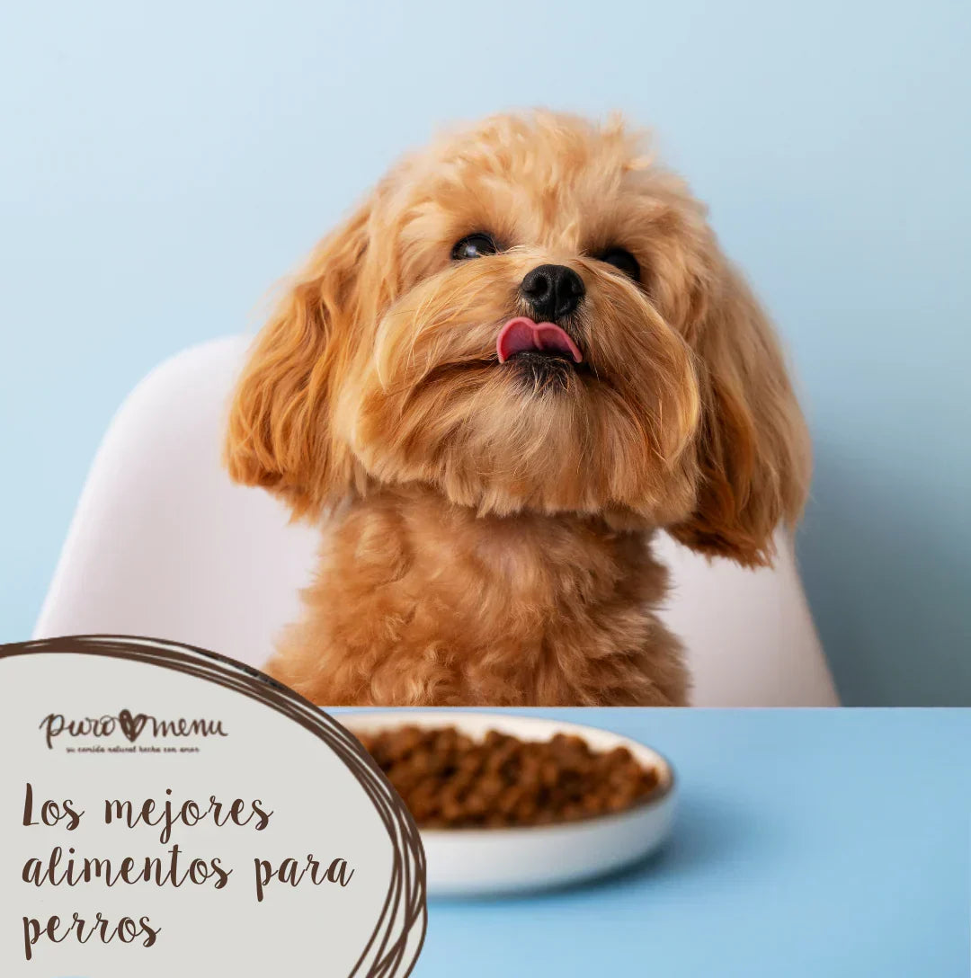 Los 3 mejores alimentos para perros: BARF, Cocinada BIO y Cocinada a baja temperatura
