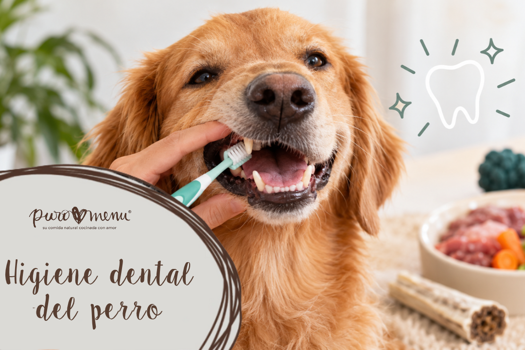 Mejorar la higiene dental del perro