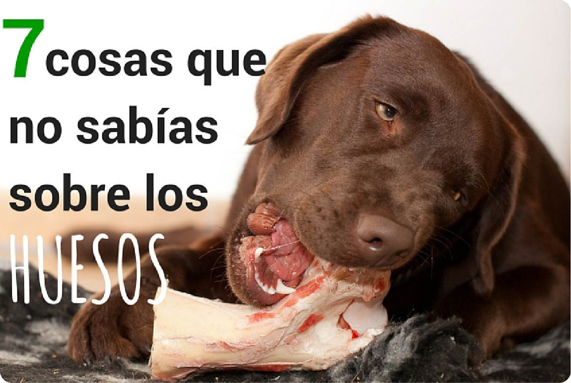 7 cosas que no sabías sobre los huesos crudos para perros