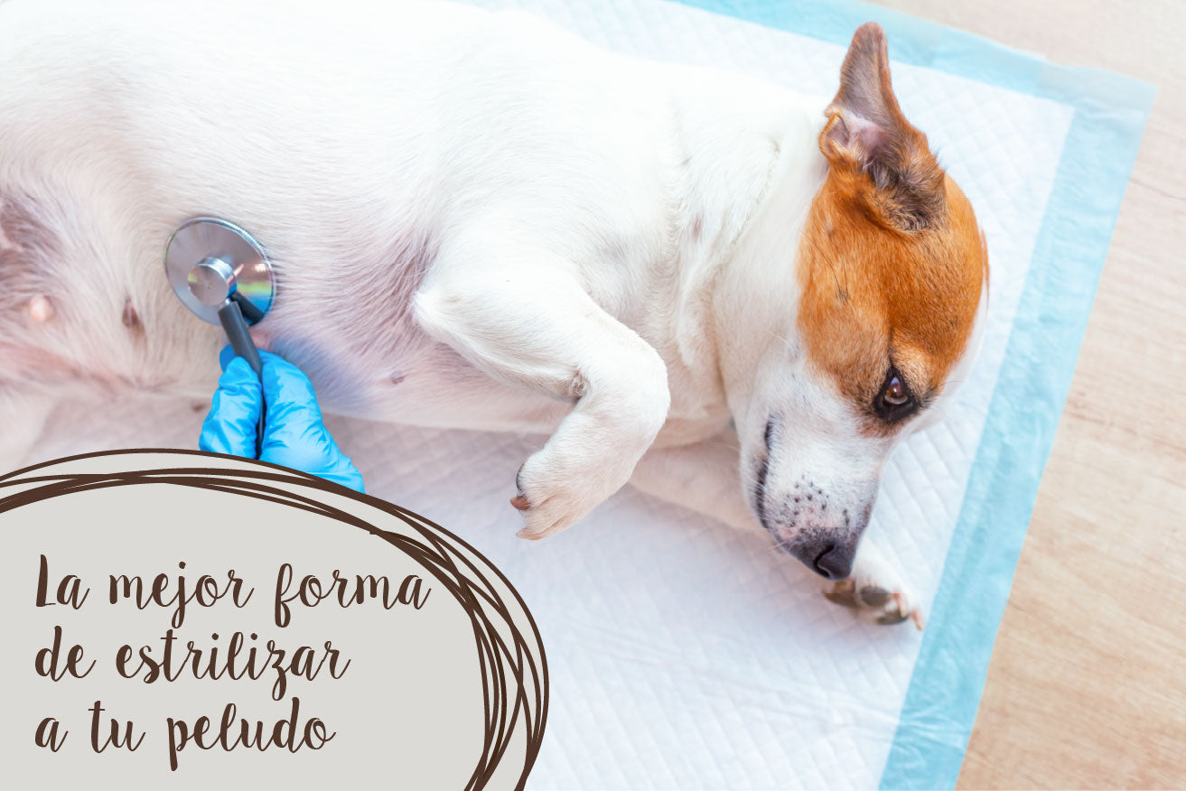 La mejor forma de esterilizar a mi gato o perro.