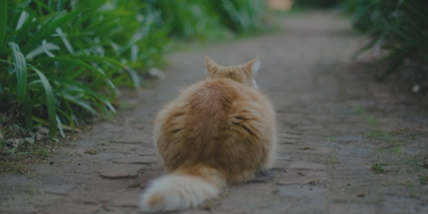 Las diferentes maneras de alimentar a tu gato de forma natural