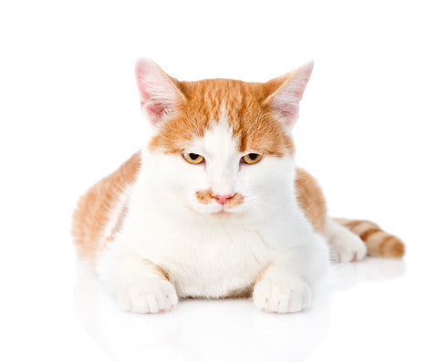 Comida natural ante las enfermedades en órganos de perros y gatos