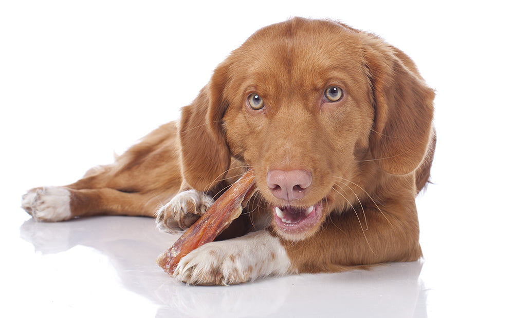En busca de la alimentación 100% natural para tu perro