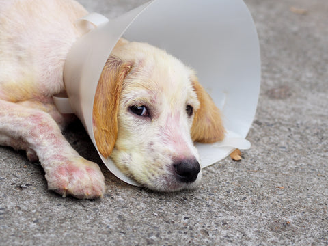 Dermatitis en Perros: síntomas y soluciones