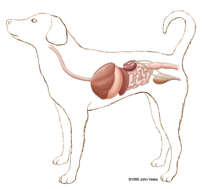Tu perro es un carnívoro, lo dice su anatomía